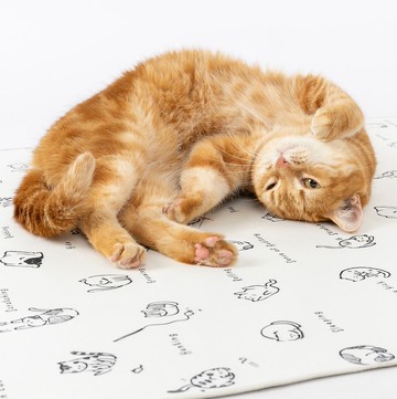 爽爽墊-貓咪行為學