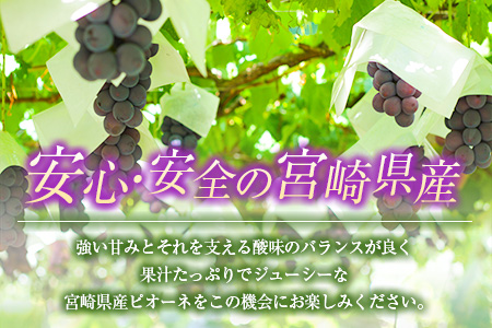 ＜数量限定＞宮崎県産 ピオーネ 約2kg（3～5房）