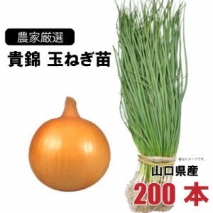 玉ねぎ苗 極早生 貴錦 200本束 山口県産  野菜苗 家庭菜園 ガーデニング