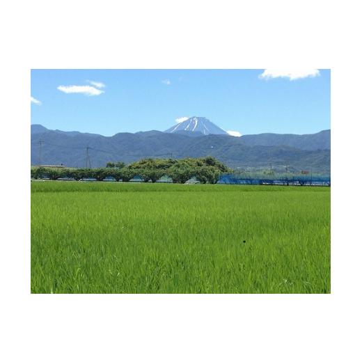 ふるさと納税 山梨県 中央市 中央市産お米（ひのひかり）5kg×3カ月