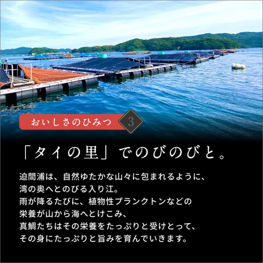 ＜送料無料＞正月用祝い鯛　１kg〜1.2kg　塩焼も◎刺身用