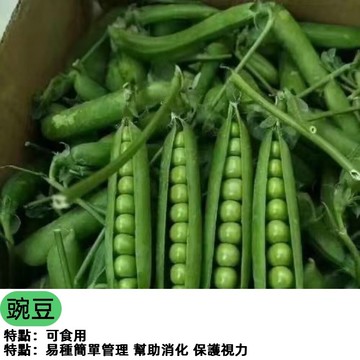 現貨臺灣當季豌豆種子 豌豆種籽甜脆種子青碗豆種高產陽台庭院四季蔬菜秋冬季青豌豆種孑 蔬菜瓜果種子