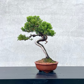小品盆栽-系魚川真柏 盆景 送禮