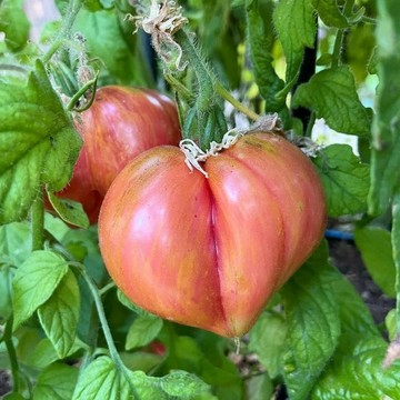 🍅(Crushed Heart番茄種子) 現貨速發 大西紅柿種子 超甜 皮薄 多汁 多年生聖女果種籽 四季播種