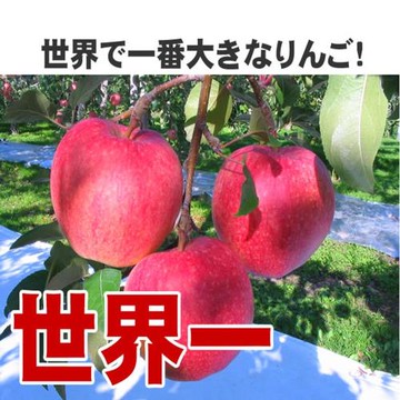 果物樂園-日本青森縣世界一蘋果禮盒(6入_約2.5kg/盒)