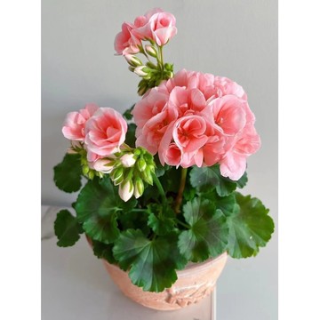 【快速出貨】天竺葵種子 多款天竺葵種子 開花超美 四季易種花卉種子 耐寒耐熱庭院陽臺花卉種籽 陽台盆栽