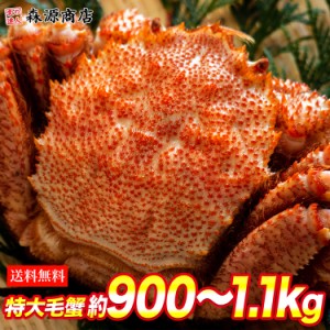 かに 毛がに 特大1尾 約900g～1.1kg 送料無料 ロシア産 冷凍便 ボイル 毛蟹 毛ガニ カニ けがに のし対応 プレゼント 食品 グルメ 海鮮