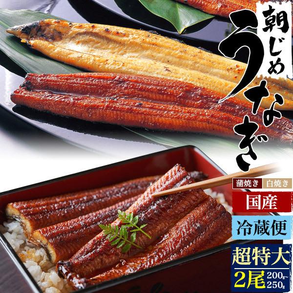 国産 うなぎ 朝じめうなぎ 2尾セット 200〜250g 国産 愛知 超特大サイズ 冷蔵便発送 かば焼き 蒲焼 白焼き 鰻 ウナギ しんこ 新仔 お歳暮