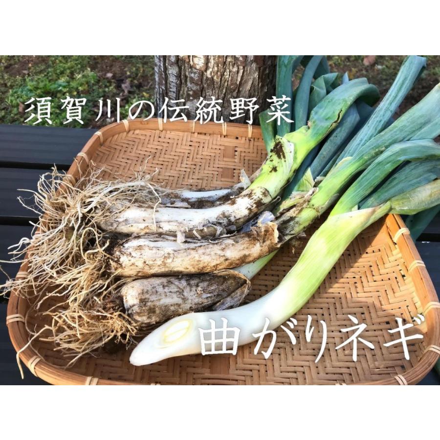 冬の鍋物に！甘くて柔らかい曲がりネギ　土付き20本（約3ｋｇ）福島県須賀川市の伝統野菜曲がりねぎ