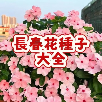 次日達-（長春花種子）當季新籽  發芽率高 稀有品種 新手易種植 開花爆盆  陽台庭院盆栽 觀賞性強 #超優惠