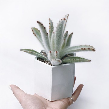 (預購) 白灰漸層系列 | 毛兔耳 六邊形水泥多肉植栽