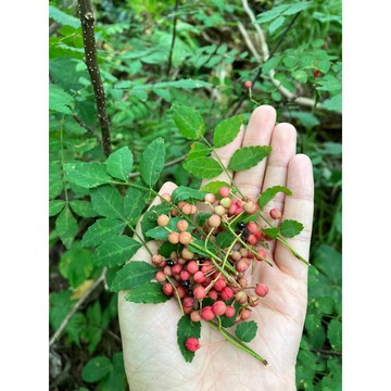日本山椒種子 山花椒種子 サンショウ 鰻魚飯香料 正宗日式品種 獨特香氣 家庭盆栽 廚房香料植物 陽台菜園 居家種植
