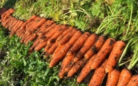 有機 にんじん (10kg) 訳あり 人参 野菜