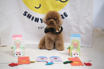 黑 x 金和風 蝴蝶結斗篷cut - 4way綁繩款