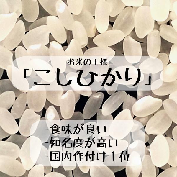 新米 長野県産 コシヒカリ 白米 5kg 5kg×1 農家直送 送料無料 産地直送 美味しいお米 受賞農家 米食味鑑定士 東御市