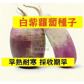 🌱【現貨-隔日到店】🥕白紫蘿蔔種子 LB-7 早熟耐寒 採收期早 長勢較強 農家蔬菜 家常菜 菜頭 田園庭院盆栽蔬菜種子