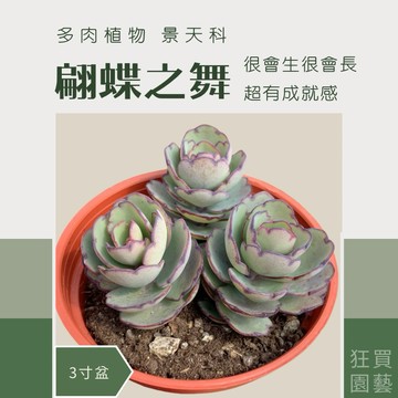 ［狂買園藝］ 多肉植物 翩蝶之舞🌸 組盆好幫手 景天科 /仙人掌/療癒小物/送禮小物/