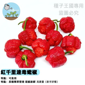 紅千里達毒蝎辣椒種子（變態辣）魔鬼椒 種子 盆栽 自種 食用 挑戰級 辣椒籽 家庭園藝 陽台種植 現貨