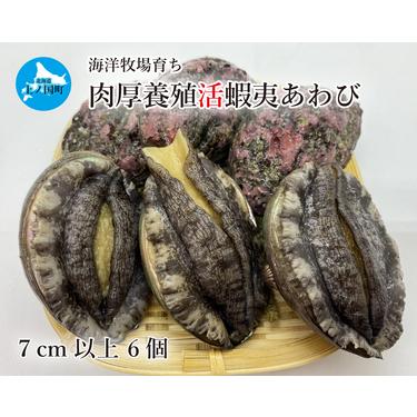 ふるさと納税 北海道産 海洋牧場育ち養殖活蝦夷あわび　7cm以上×6個 北海道上ノ国町