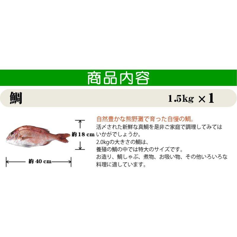 活〆 真鯛 大きめサイズ 1尾 1.5kg 魚介類