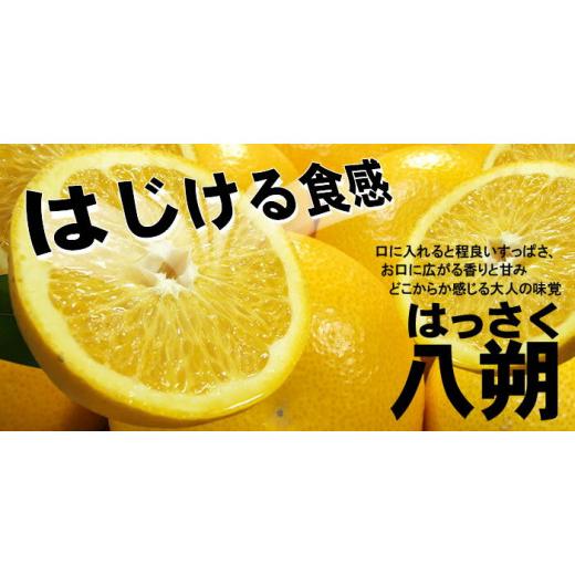 ふるさと納税 和歌山県 太地町 八朔(はっさく)約10kg サイズおまかせ　紀伊国屋文左衛門本舗※2024年1月下旬〜4月上旬頃に発送予定