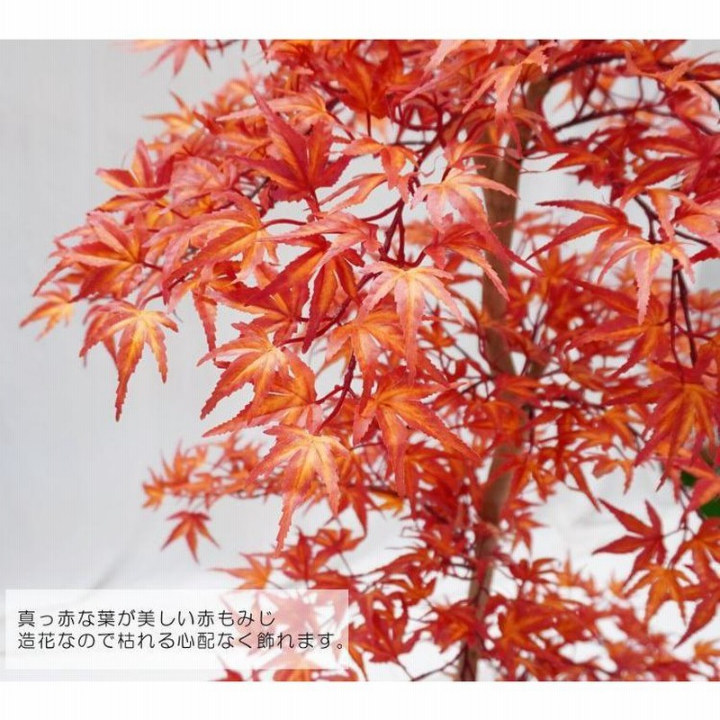 モミジです。 岡野秀花園｜OKANO SYUKAEN｜商品紹介