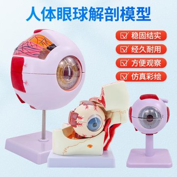 人體教學眼球解剖結構模型可拆卸兒童仿真眼睛醫學眼部模型 6倍