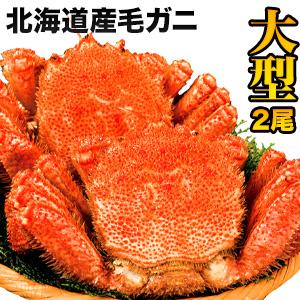 2尾 1.2kg 北海道産大型毛ガニ（ボイル済）  ボイル済 大型 カニ かに 蟹 毛蟹 毛ガニ 毛がに カニ味噌 蟹ミソ 甲羅  グルメ 満足良品館 全国送料無料