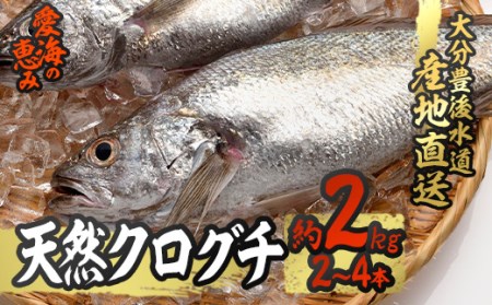 天然 クログチ (約2kg・計2-4本) 直送 産直 漁師 魚 鮮魚 天然 クログチ カマガリ 釜借 白身魚 獲れたて 刺身 煮つけ 塩焼き 冷蔵 豊後水道 鮮魚 大分県 佐伯市