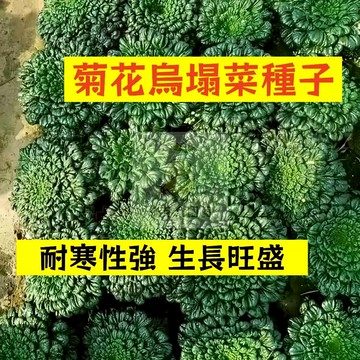 🌱早熟高產 🥬菊花烏塌菜種子WTC-3 抗冷性極高 早熟 塔菇菜 黑菜 塌棵菜 抗病性強 四季易種植田栽庭院盆栽蔬菜種子