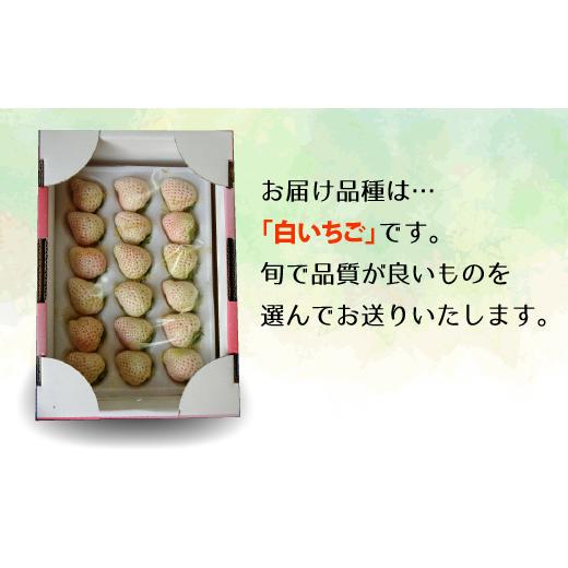 ふるさと納税 千葉県 松戸市 EH003-c 千葉県松戸市産白いちご　1パック　2月下旬発送