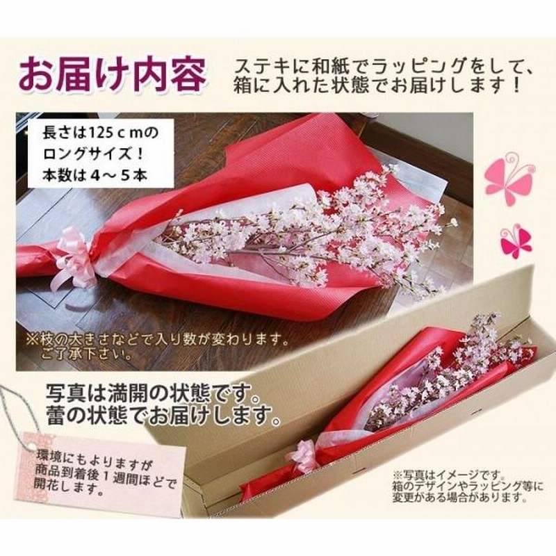 啓翁桜 桜 さくら 花束 120cm ホワイトデー 誕生日 花束 記念 啓翁桜 桜 さくら 花束 120cm ホワイトデー 誕生日 花束 記念