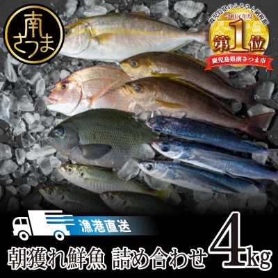 朝獲れ鮮魚 詰め合わせ 4kg