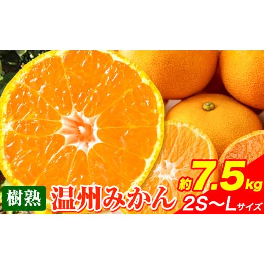 ふるさと納税 和歌山県 日高川町 温州 みかん (樹熟) 約 7.5kg JA紀州産直店 さわやか日高（日高川町）日高川町・御坊市産《2023年12月上旬-2024年1月上旬頃出…