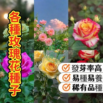 💥台灣發貨💥【各種玫瑰花種子】稀有玫瑰花種子 帝王玫瑰 月季玫瑰 高原紅玫瑰種子 發芽率高 易種易養 易爆盆觀賞花卉種子