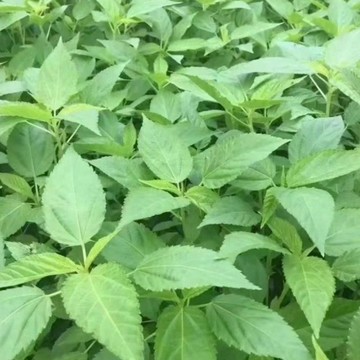 【🌿台中名物】黃麻葉種子 麻薏/麻葉菜 夏日消暑聖品 鈣鐵高纖 耐熱快長蔬菜 家庭有機種植 新手友善