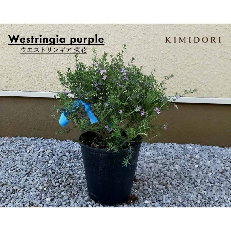 ウエストリンギア ハーブ 紫花 30 40cm ローズマリー オーストラリアンローズマリー 常緑低木 植木 庭木 苗木 ガーデニング 庭植え ポット 鉢植え 通販 Lineポイント最大0 5 Get Lineショッピング