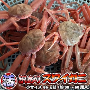 訳あり 活 ズワイガニ 小サイズ 8kg詰め 送料無料 ※沖縄別途送料加算 身入り7割前後