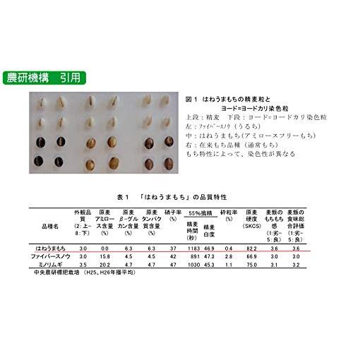 もち麦 国産 900g はねうまもち 農薬不使用 もっちりもち麦 つがるもち麦 美仁 青森県産 はねうまもち 国産 もち麦