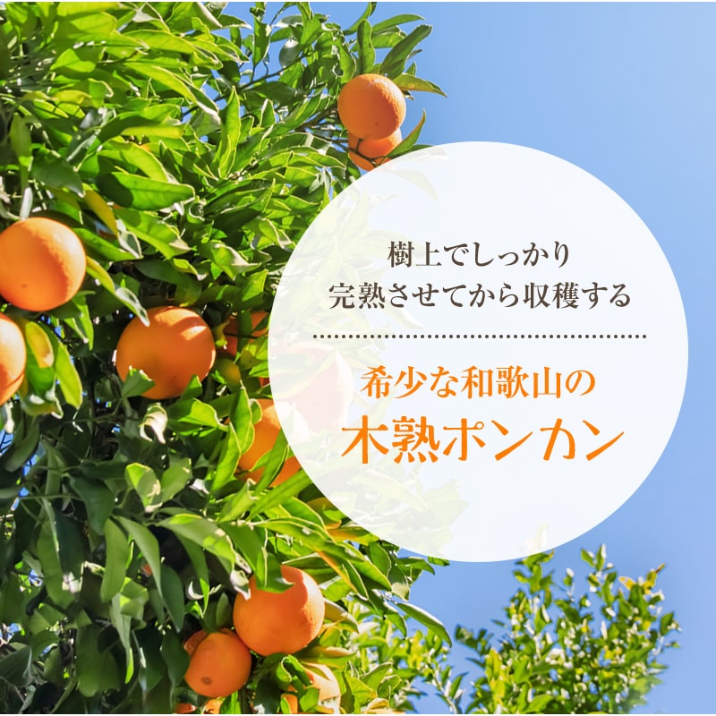 ご予約開始和歌山県産 木熟ポンカン L～2Lサイズ 30～36玉入 約5kg 送料無料 樹上で完熟させた甘いぽんかん。新鮮なまま葉付きでお届け致します。みかんのように手でむけます（了承済み×(指定日不可)）