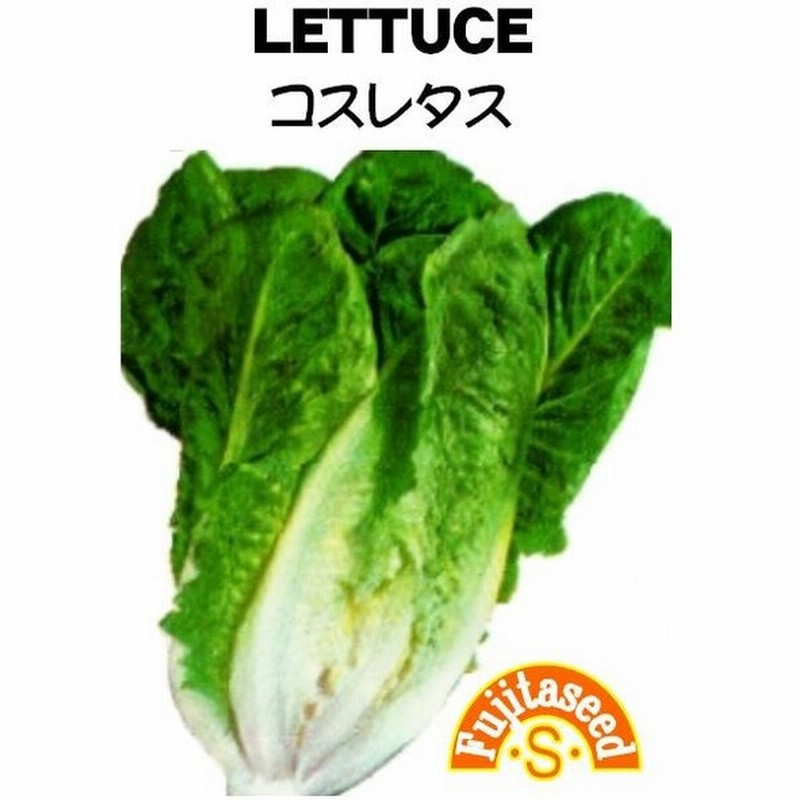 99円 レビューで送料無料 野菜 タネ 種 F1ビーツ 藤田種子