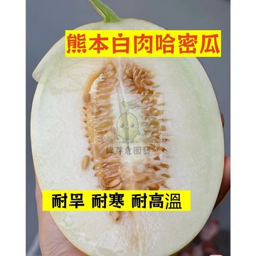 🌱早熟高產 熊本哈密瓜種子HMG-24 耐旱 耐寒 耐高溫 洋香瓜 蜜瓜 易生長 高產 抗病抗旱易種植 高產爬藤水果種籽