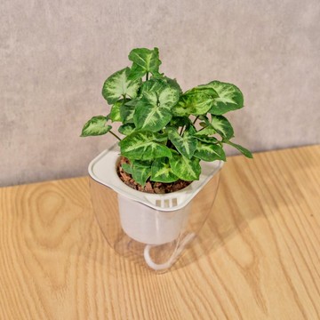 綠精靈合果芋 免澆水方形盆栽 室內植物 觀葉植物 禮物 盆