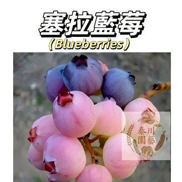 嘉義現貨（塞拉藍莓種子BM-9）濃郁野生藍莓風味、酸酸甜甜、特別的果香、果肉緊實、果皮適中@水果種子藍莓種子