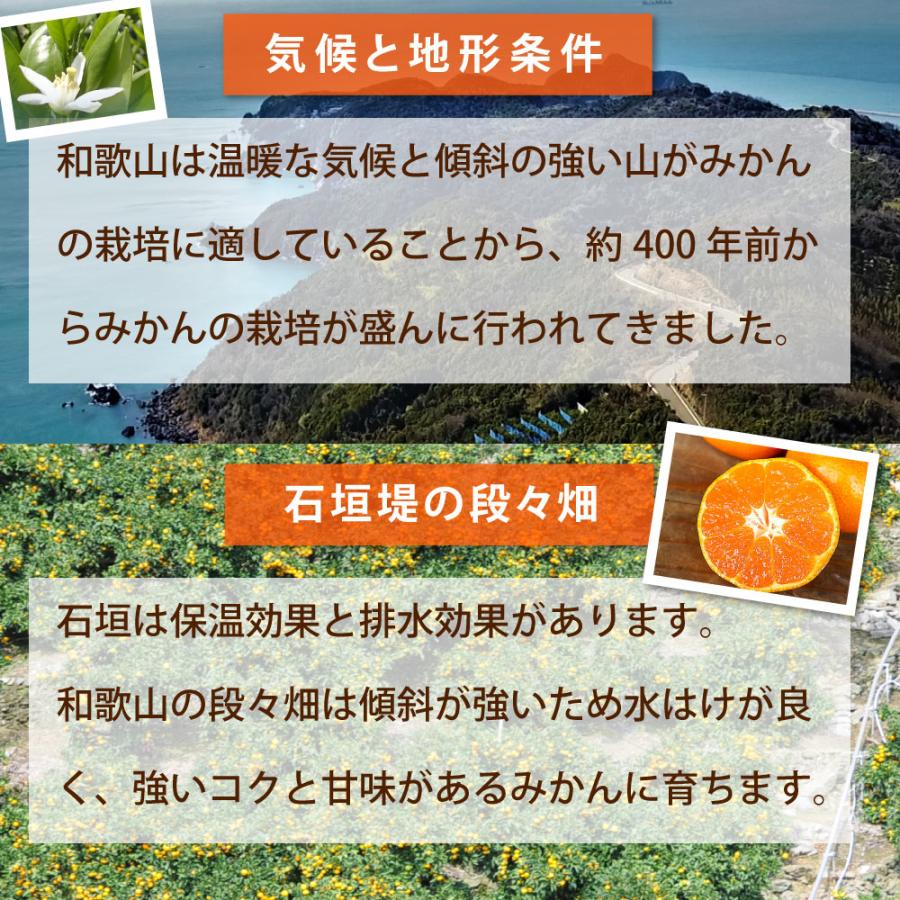 みかん 訳あり 5kg 送料無料 和歌山 自宅用 大玉 2Lサイズ〜3Lサイズ 混合 箱買い ご当地 お取り寄せ 粗選別