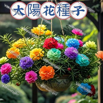 現貨💥【重瓣太陽花種子（1000粒）】四季播種易活 花海種子 四季開花不斷 室內外陽臺盆栽種植觀賞花卉種子 耐寒耐旱易種