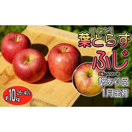 ふるさと納税 訳あり品 パリっと！！葉とらずふじ 約10kg 青森県弘前市