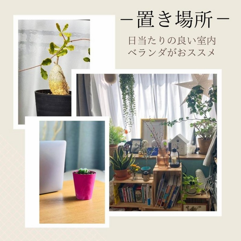 特大亀甲竜 バキバキ 沖縄管理5年 （送料込み） - メルカリ