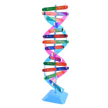 「藍象科學小實驗」DNA 雙螺旋結構模型組件教具遺傳基因分子結構模型國小幼稚園國中