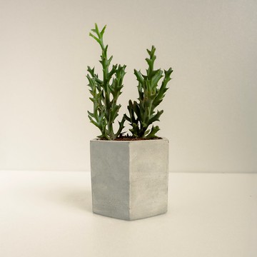 銀角珊瑚│泥作系列│福所栽